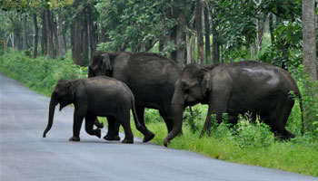 The climate of the state, as in the most of the other part of India. Best places to visit in Kerala is Kerala beach vacation full of good things.