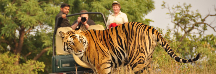 Ranthambore